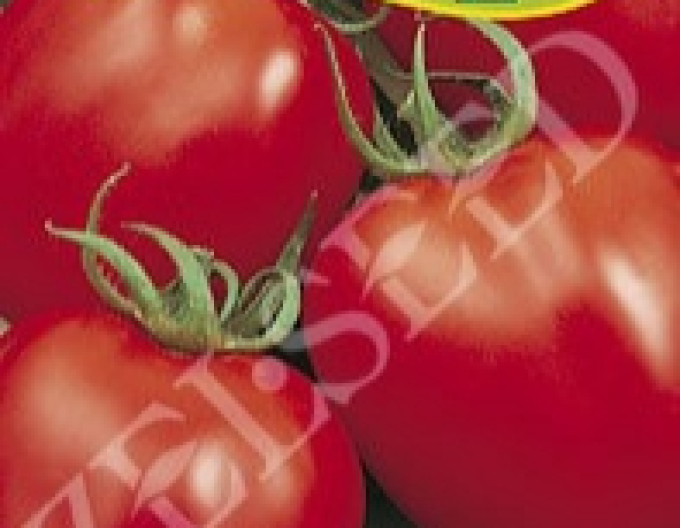 Zelseed Semințe de tomate pitice ´Denar´