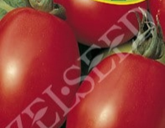 Zelseed Semințe de tomate pitice ´Salus´