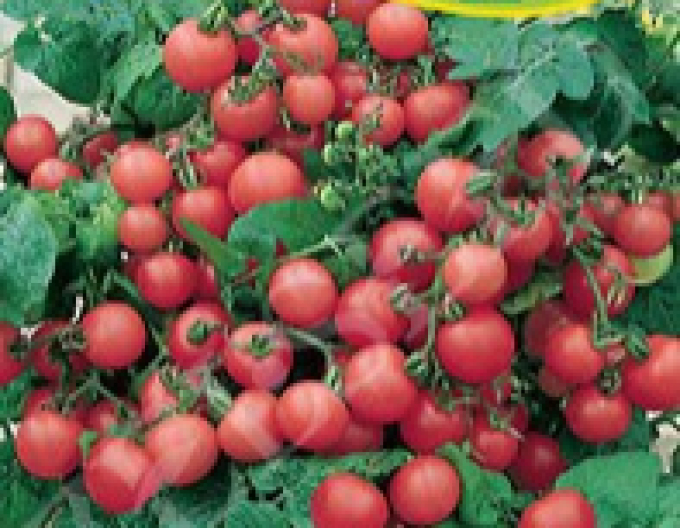 Zelseed Tomate de balcon Balkonzauber