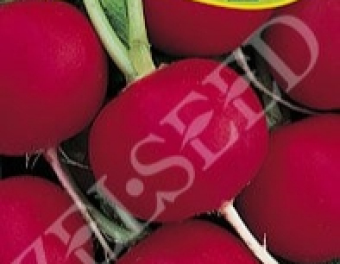 Zelseed Semințe de ridiche Rhodos