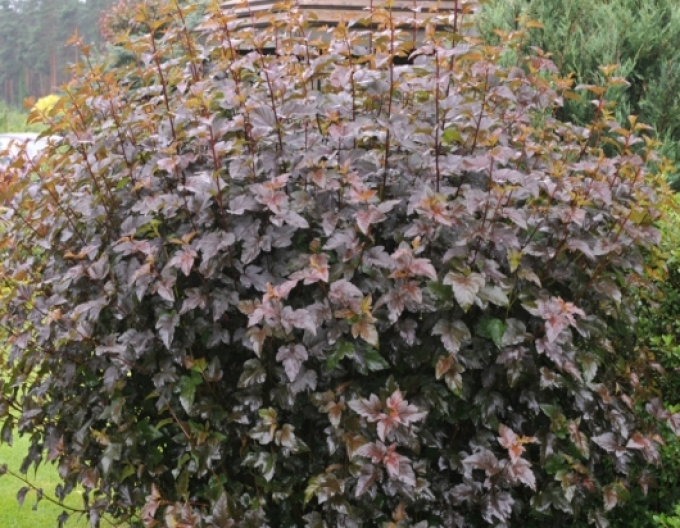 Physocarpus  Red Baron