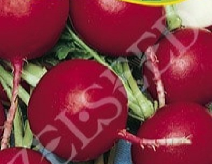 Zelseed Semințe de ridiche "Katka