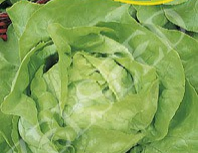 Zelseed Salată timpurie ´Sapphire´