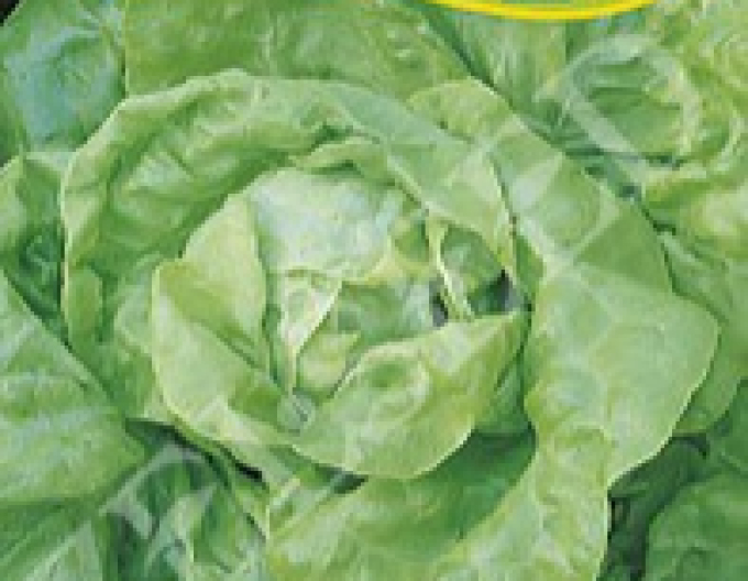 Zelseed Salată timpurie ´Liban´