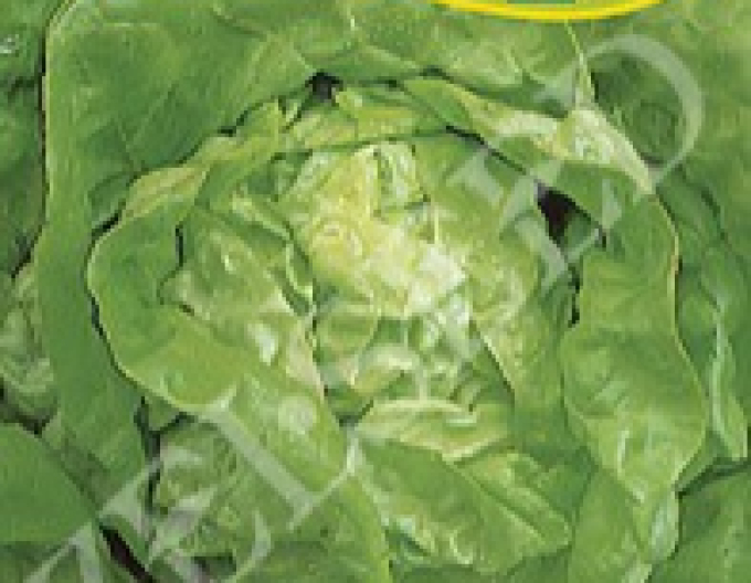 Zelseed Salată de primăvară ´King of May I.´