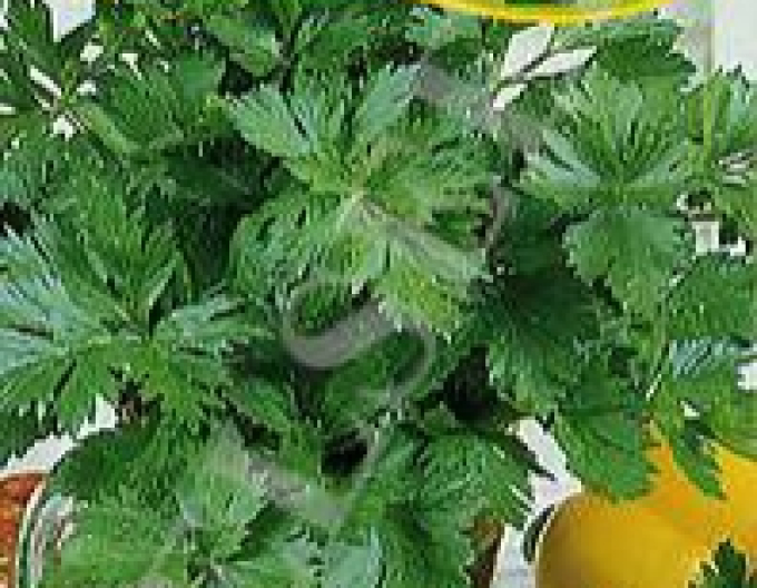 Zelseed Țelină frunze ‘Jemný’