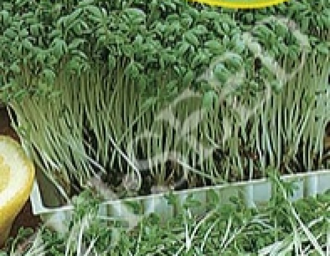 Zelseed semințe de crescione ´Danska´