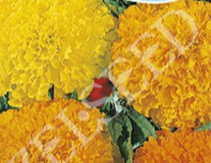 Zelseed Tagetes tall Mixture