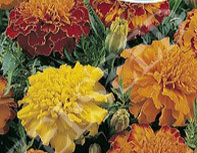 Zelseed Aksamietnica scăzut ´Mix´