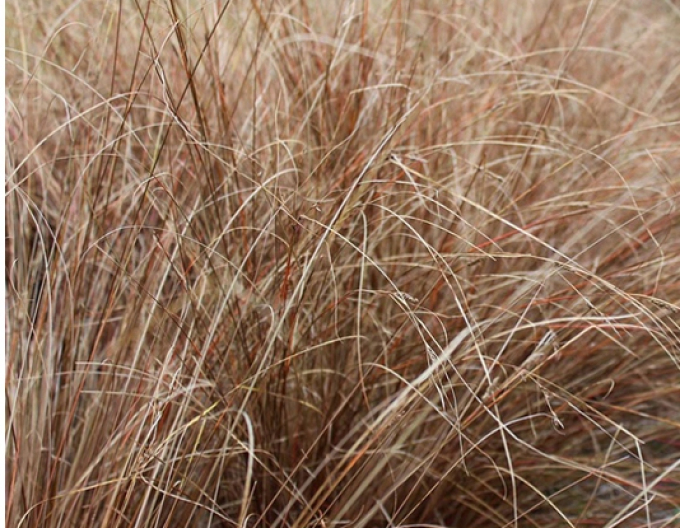 Carex buchananii  Red Rooster