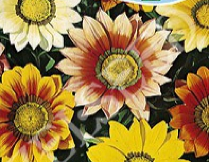 Zelseed Gazania ´Mixture´