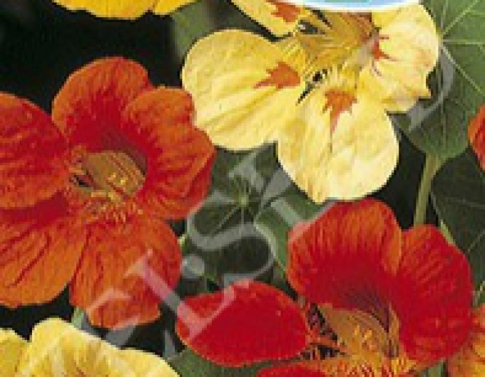 Zelseed semințe de capucina ´Mix´