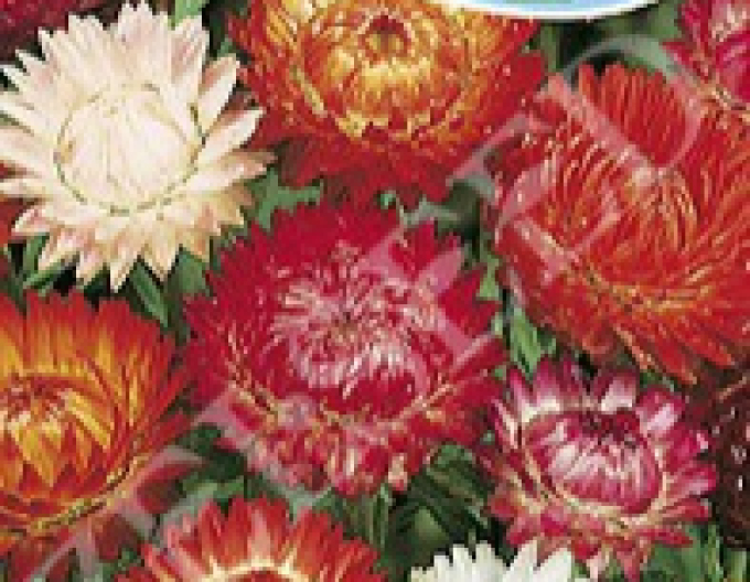 Zelseed Helichrysum ´Mix´