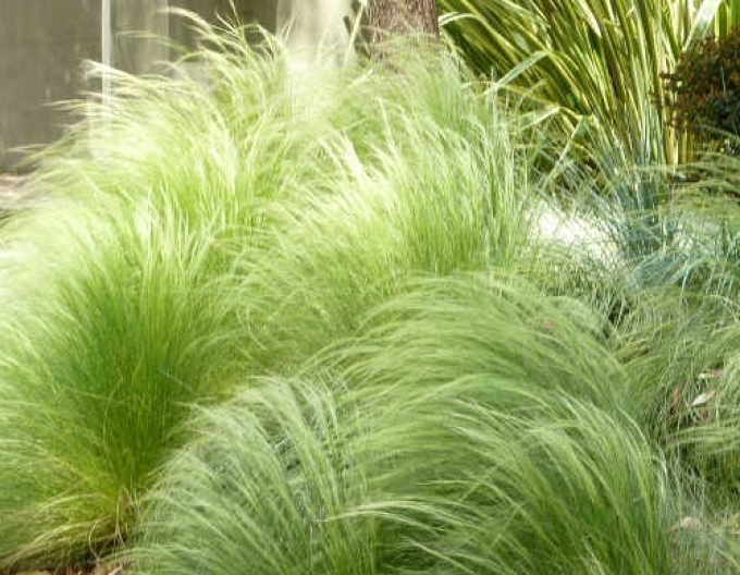 Cavyl ´Pony tails´