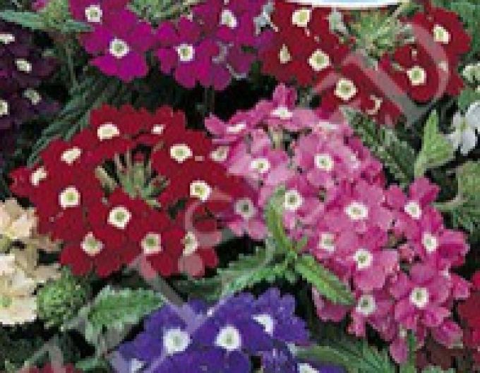 Zelseed Verbena ´Mix´