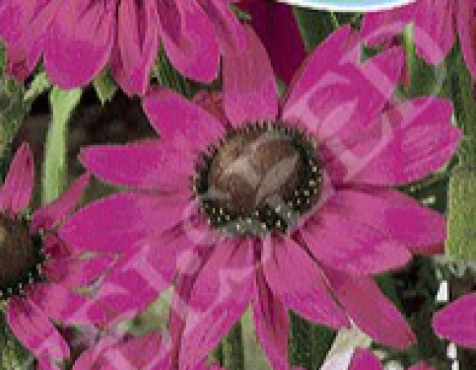 Zelseed semințe de rudbeckia  ´Pink´
