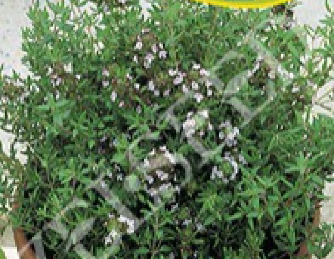 Zelseed semințe de cimbru sălbatic