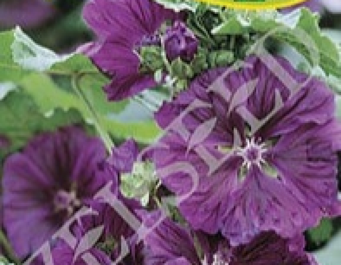 Zelseed semințe de nalbă