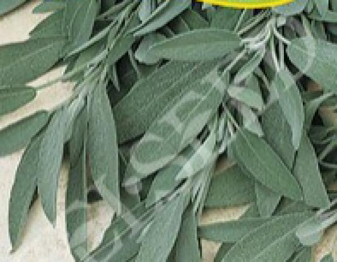 Zelseed Semințe de salvie