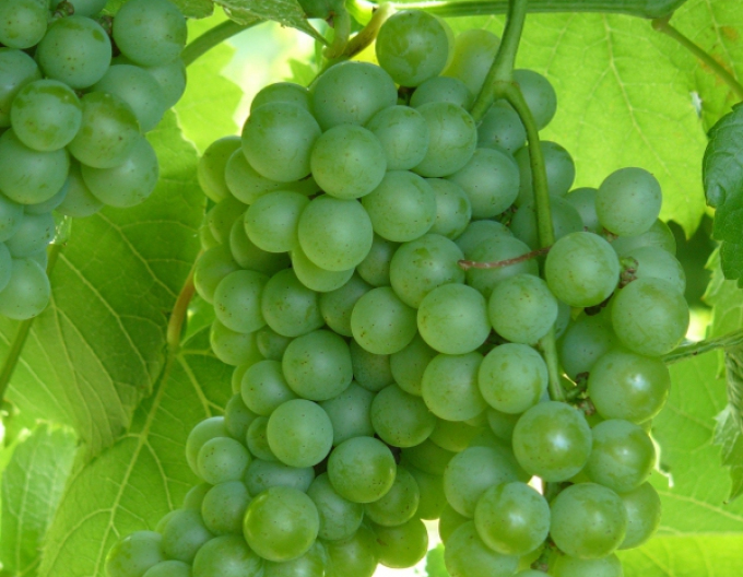 Viță de vie de masă ´Diamant´, cont. 2L