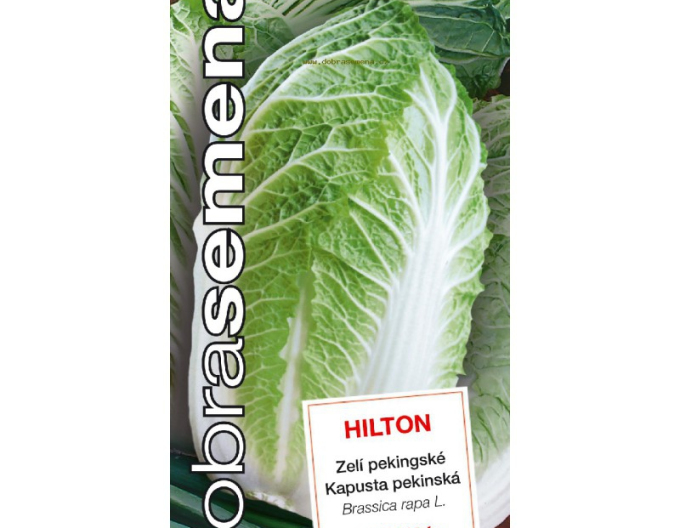 Dobra Semena Varză chinezească ‘Hilton’