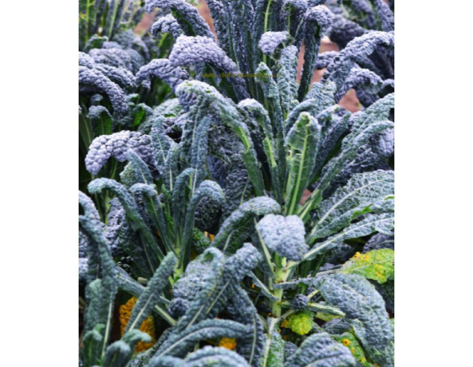 Varză creață  Nero di Toscana