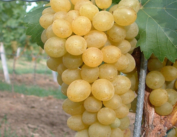 Struguri de masă ´Suzi´, cont. 2l