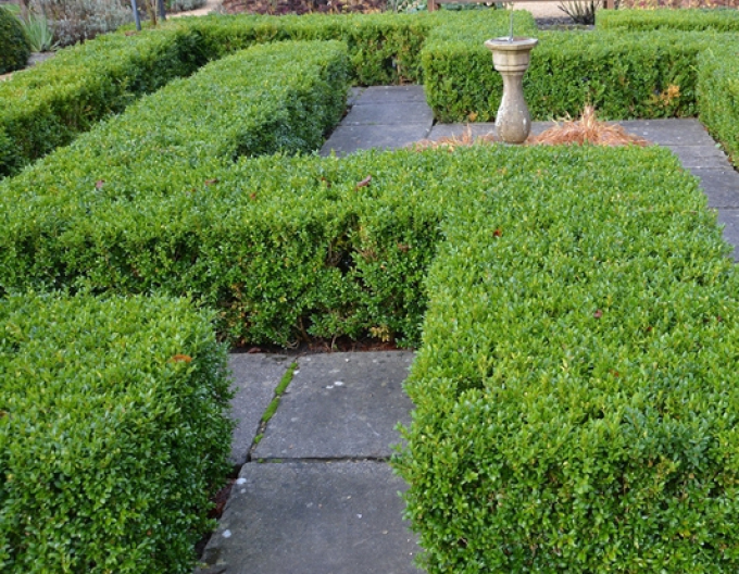 Cimiriș veșnic verde