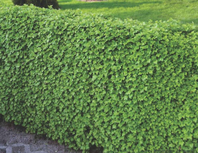 Coacăz alpin "Green Mond