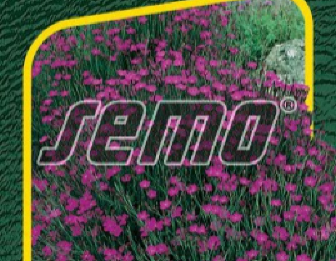 Semo semințe de garoafe ´Maiden Pink´