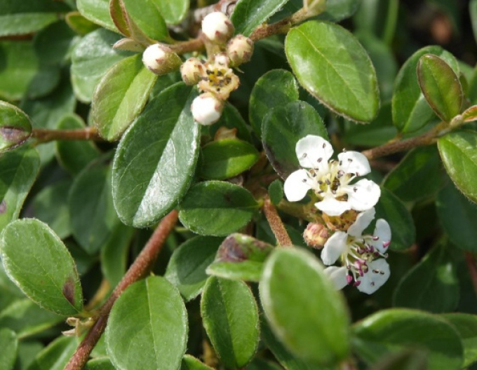 Cotoneaster dammeri "Skogholm"
