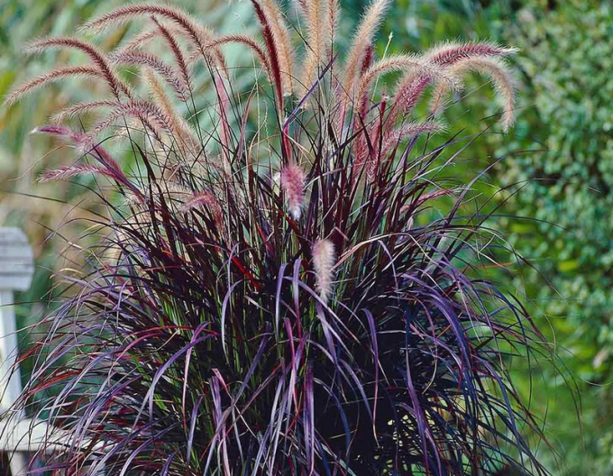 Iarbă fântână  "Setaceum Rubrum"