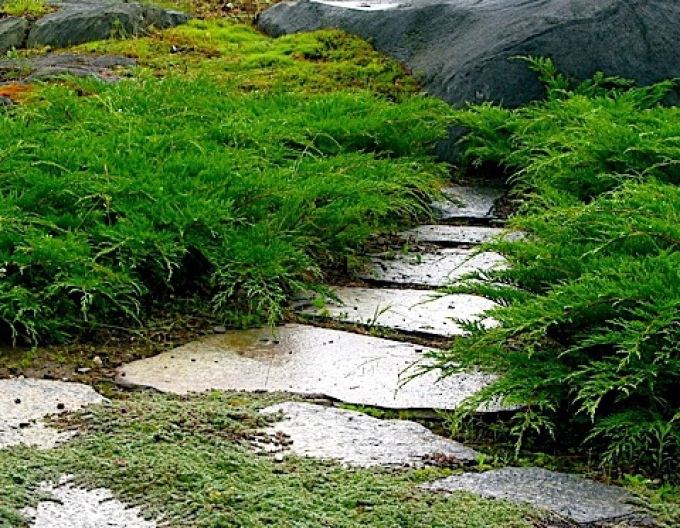 Ienupăr siberian ´Microbiota´