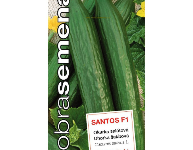 Castravete cultivat pentru salată  ´Santos F1´