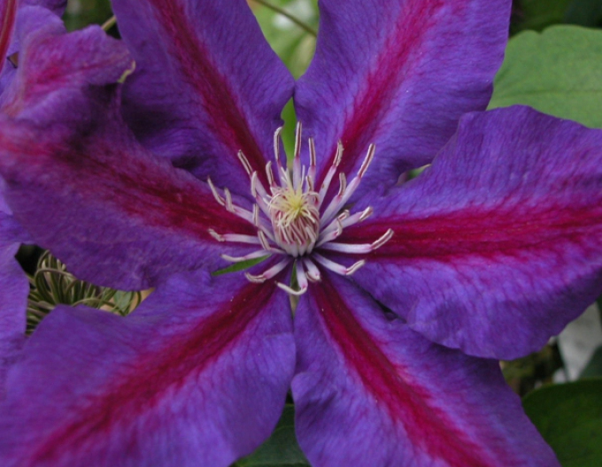 Clematis ´Julka´