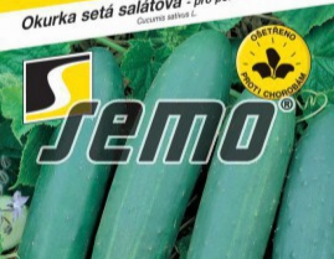 Semo Castravete cultivat pentru salată  ´Perseus F1´