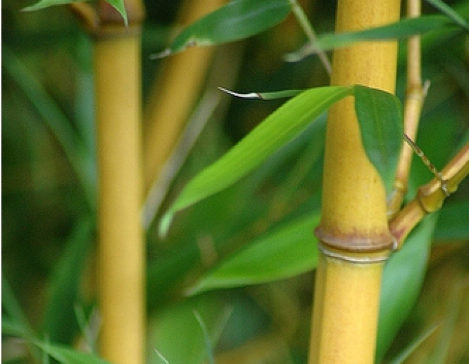 Bambus-auriu ´ Aurea ´