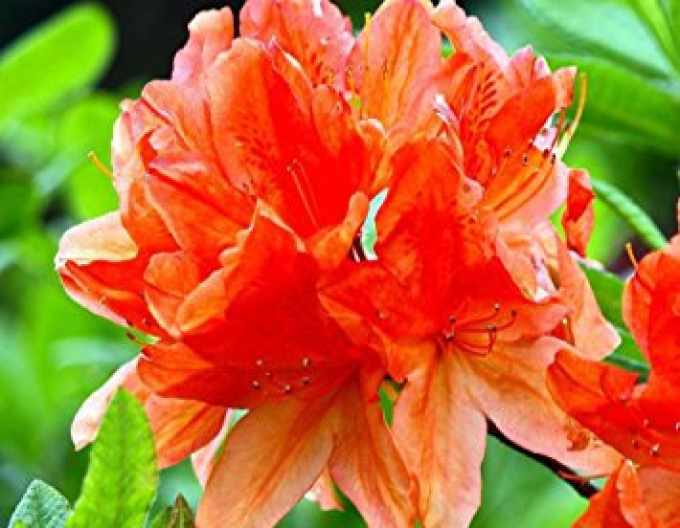 Azalee cu flori mari "Gibraltar