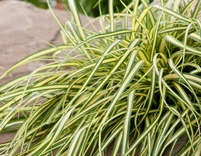 Carex ´Evergold´