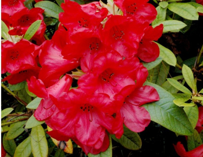 Rhododendron "Red Jack