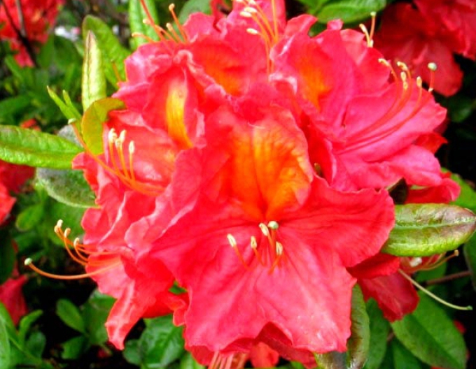 Azalee cu flori mari "Juanita