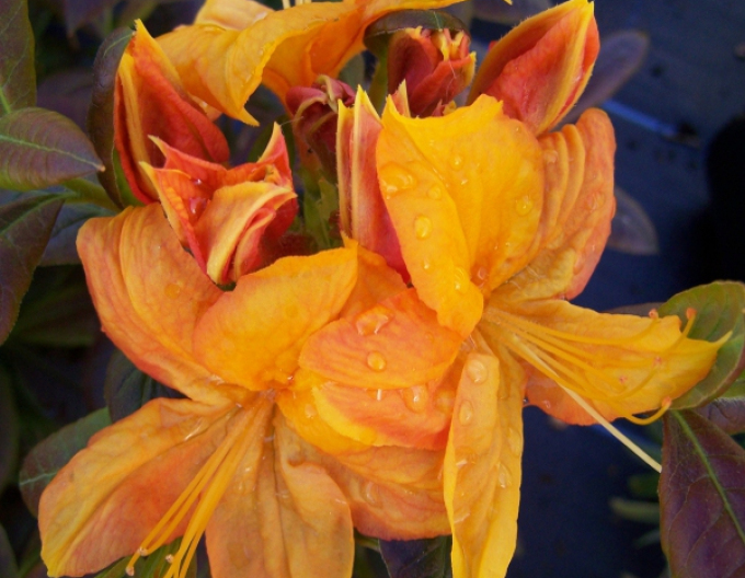 Azalea cu flori mari "Klondyke