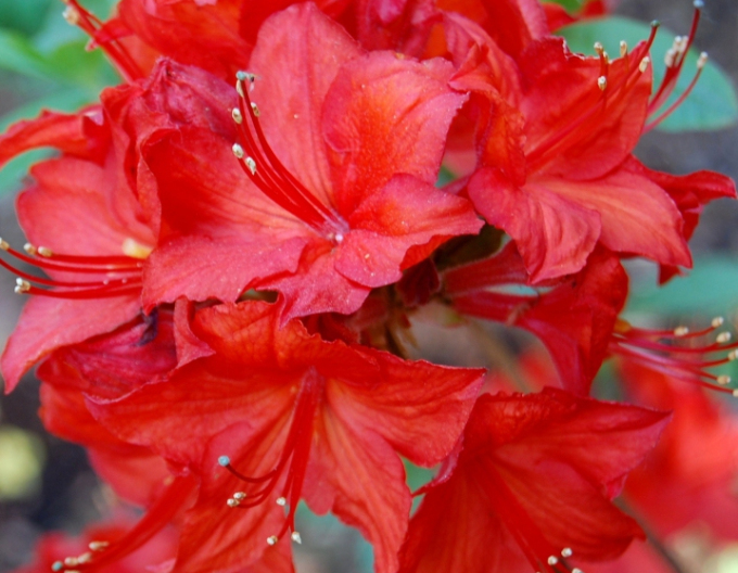 Azalee cu flori mari "Parkfeuer