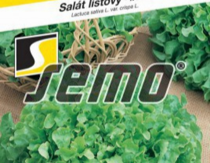 Semo Salată frunze ´Dubagold´