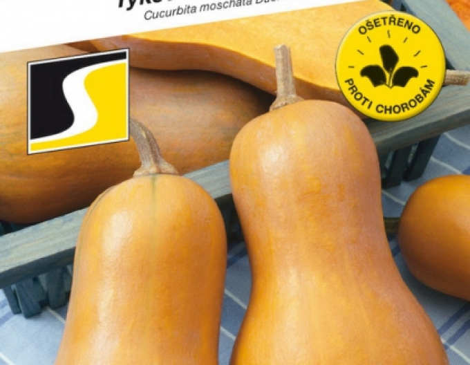 Semo Dovleac muscat  ´Laura´