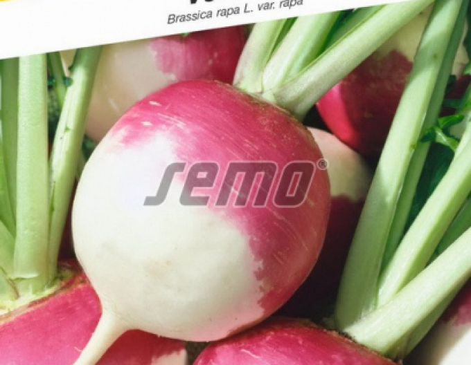 Semo Semințe de napi comestibil ´Purple Top White´