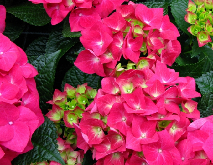 Hydrangea macrophylla Alpengluhen