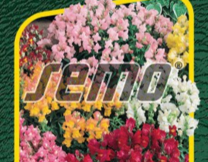 Semo Gura leului mare ´Tom Pouce´