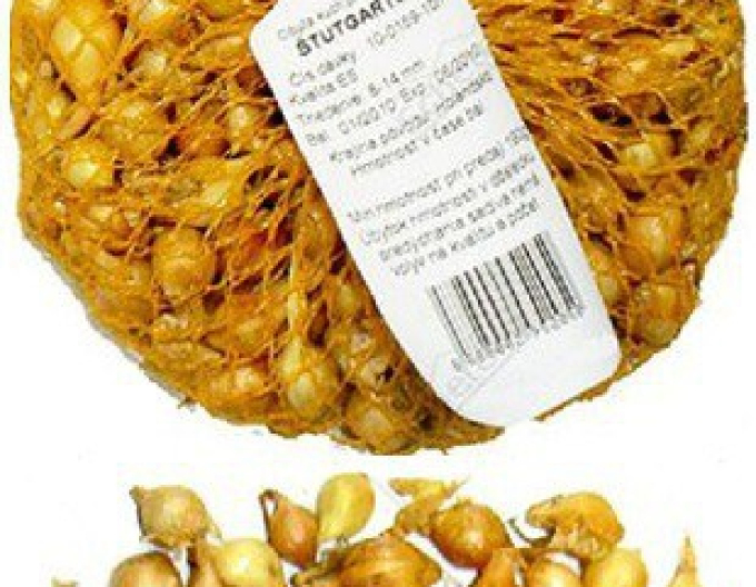 Ceapă pentru plantare ´Stutgartská´ 10/21 0,5kg