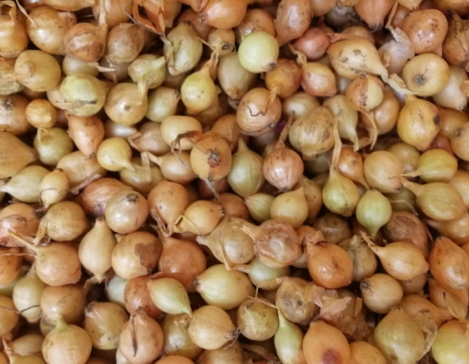 Ceapă pentru plantare ´Stutgartská´ 10/21 25kg